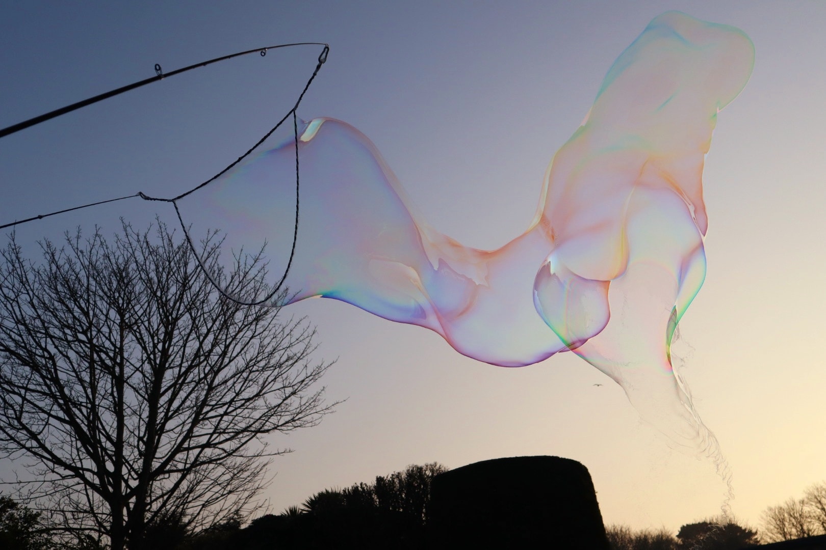 Guernsey_Bubbles_2.jpg