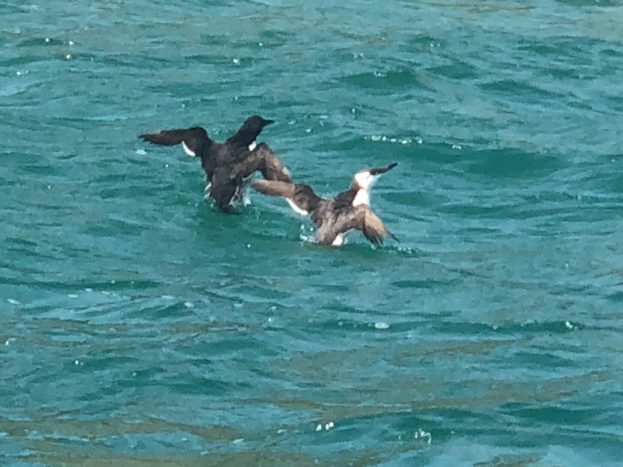 Guillemots.jpg