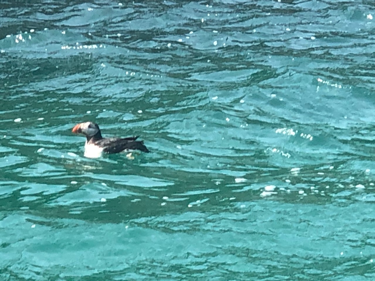 Puffin.jpg