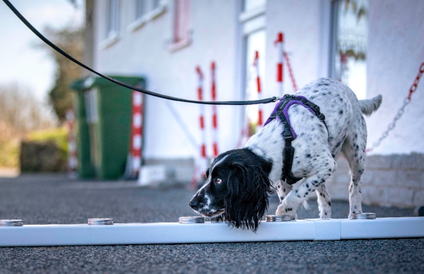 dog_scent_work_4.jpg