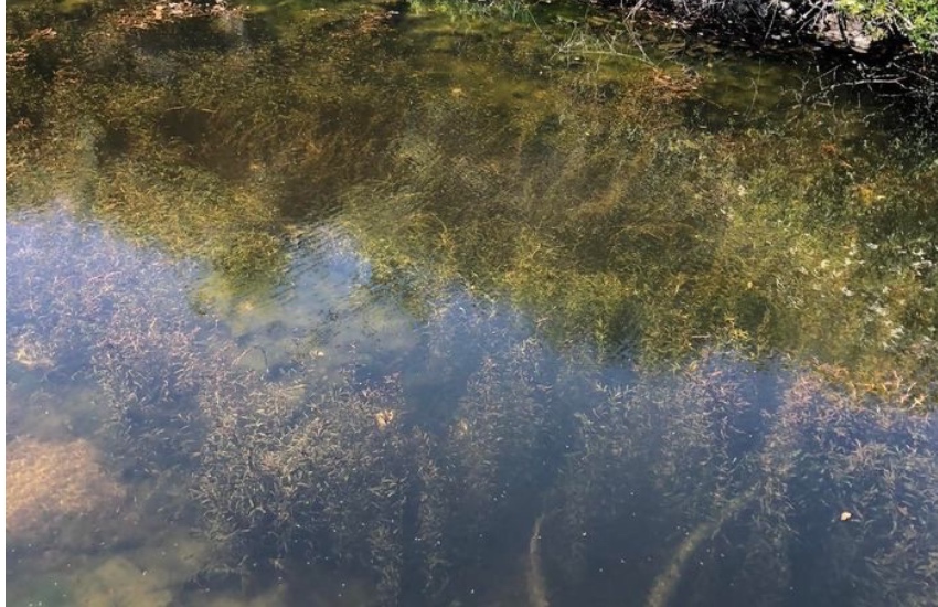 Quarry_-_algae.jpg