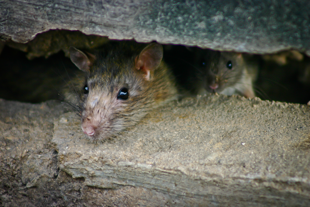 Rats.jpg