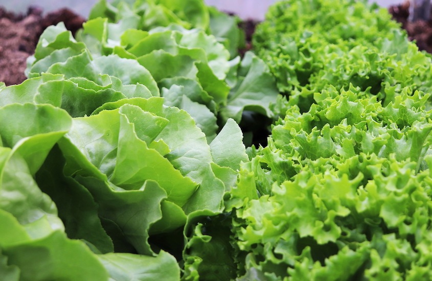 lettuce-g284e70e32_1920.jpg