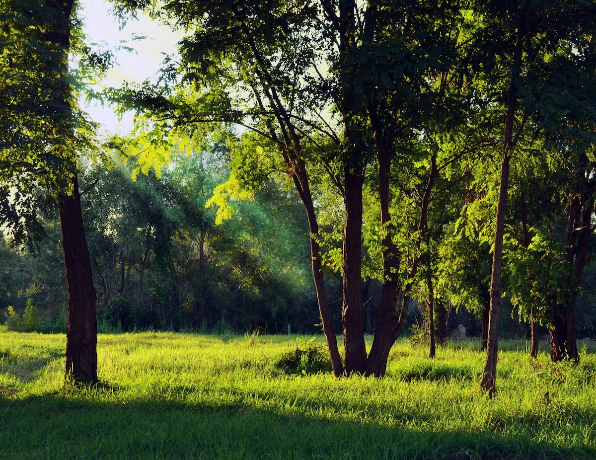 trees.jpg