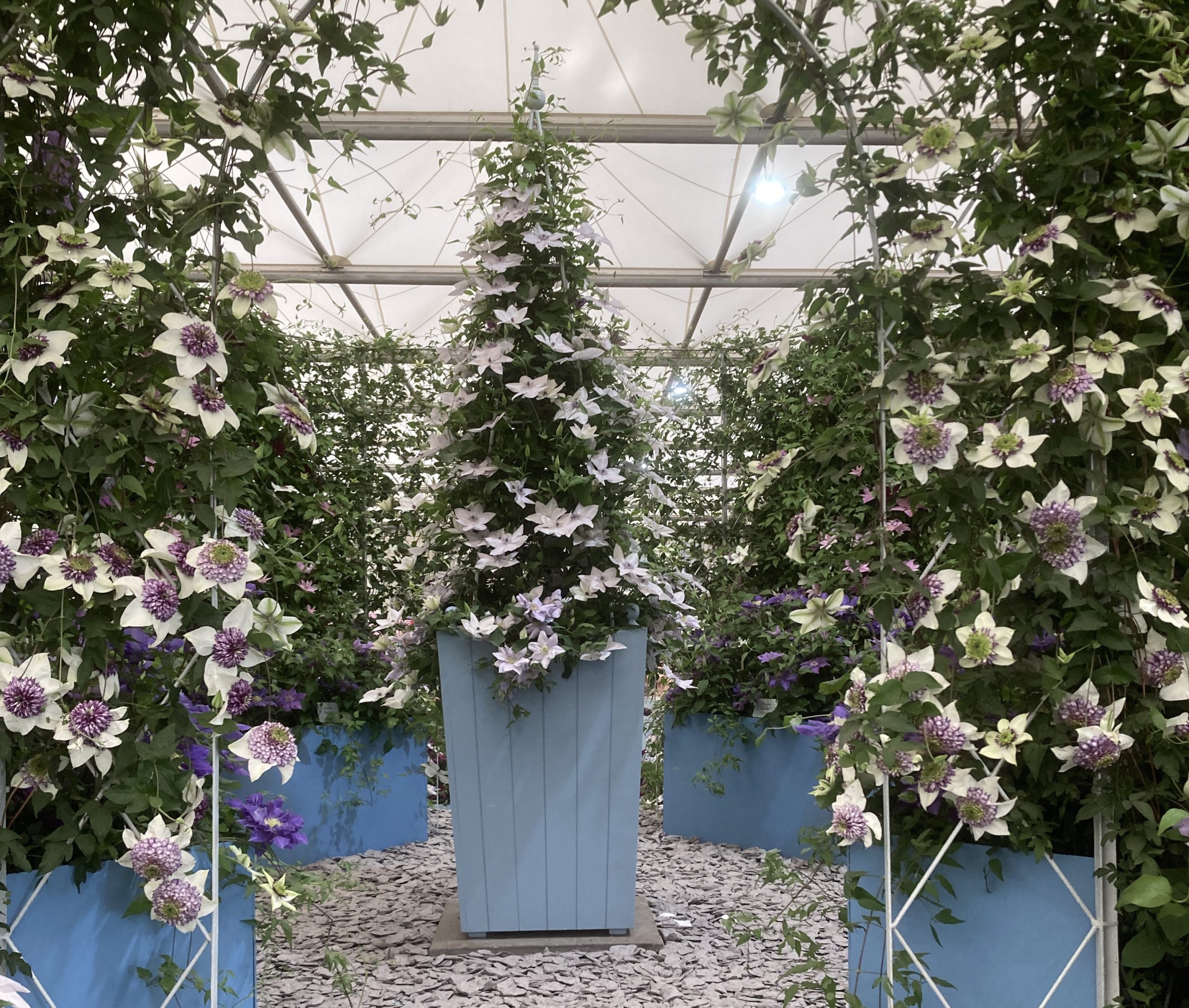 clematis_chelsea_flower_show_2022.jpg