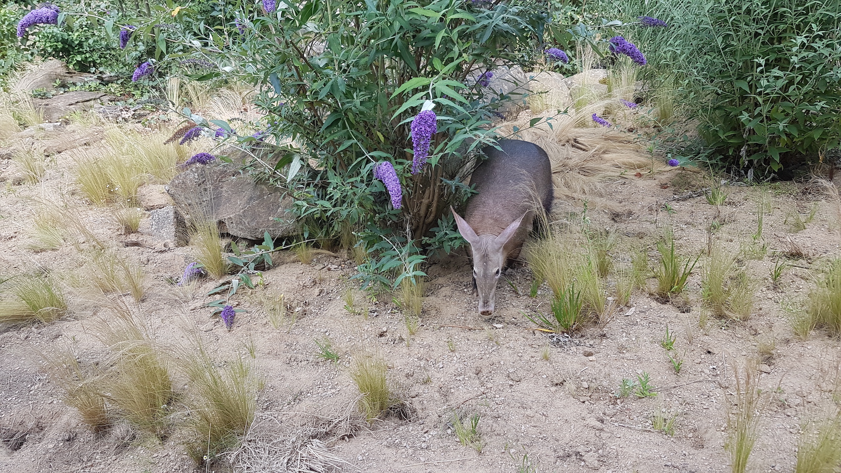 Aardvark_1_0722_Leila_Boyd