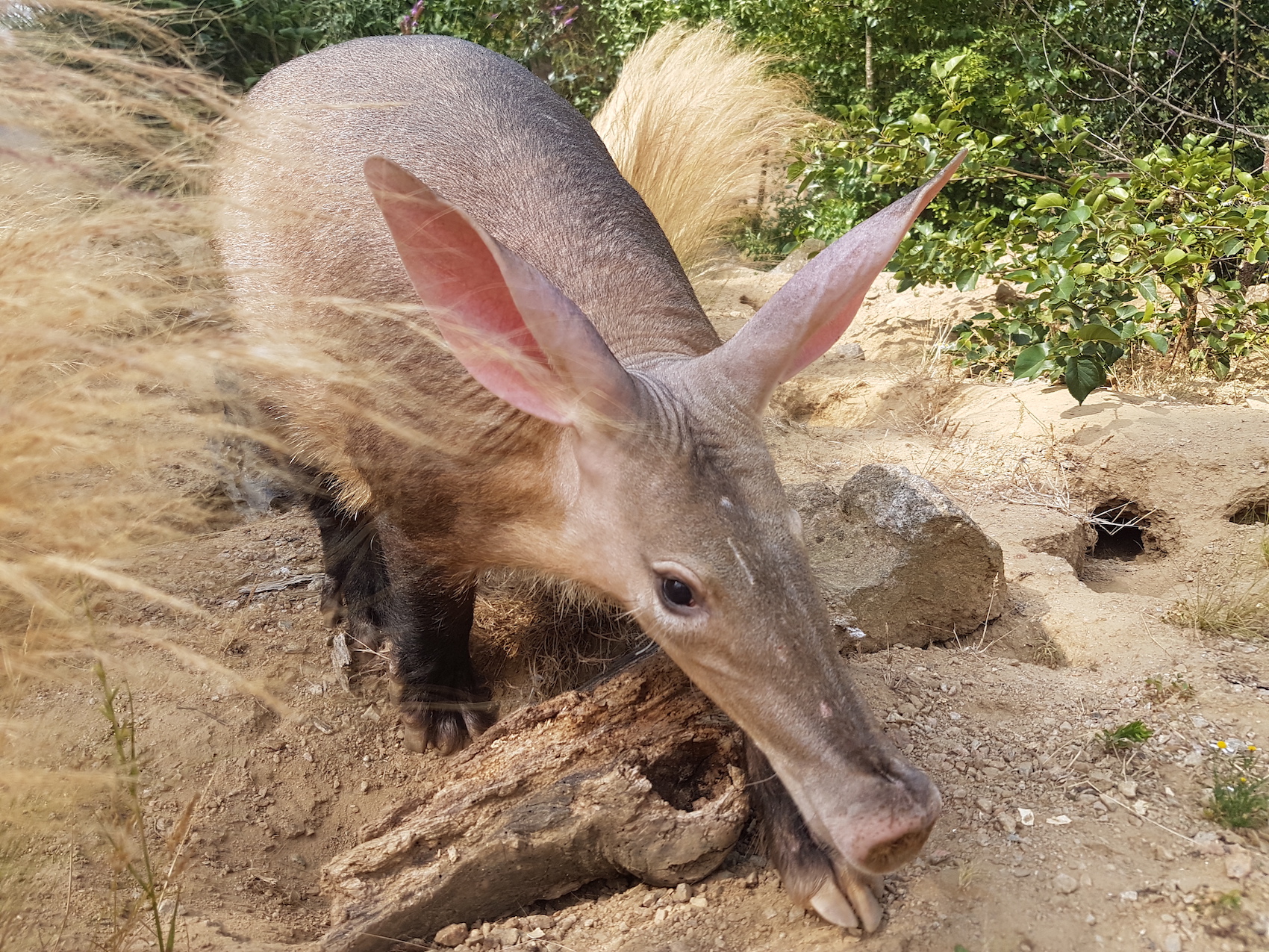 Aardvark_2_0722_Leila_Boyd