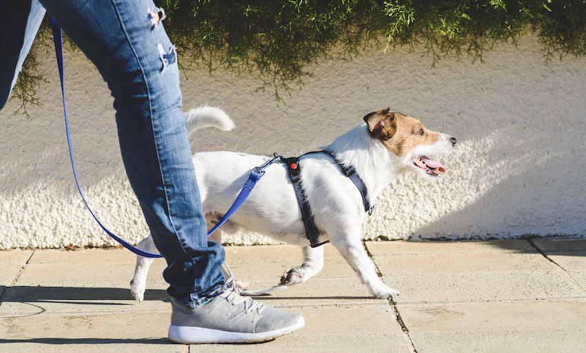 Dog_lead_.png