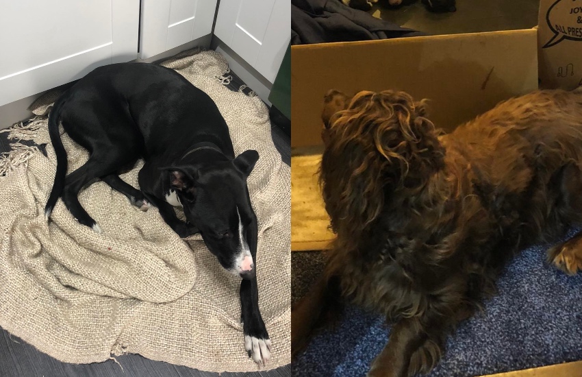 Dogs.jpg
