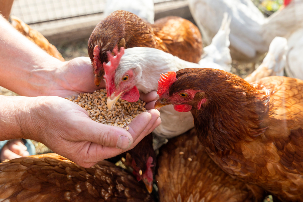 Poultry.jpg