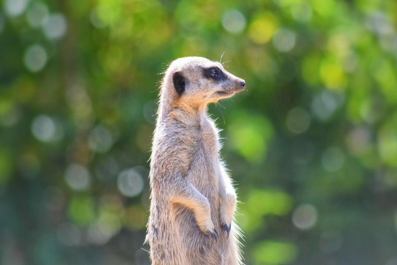 durrell_meerkat.jpeg