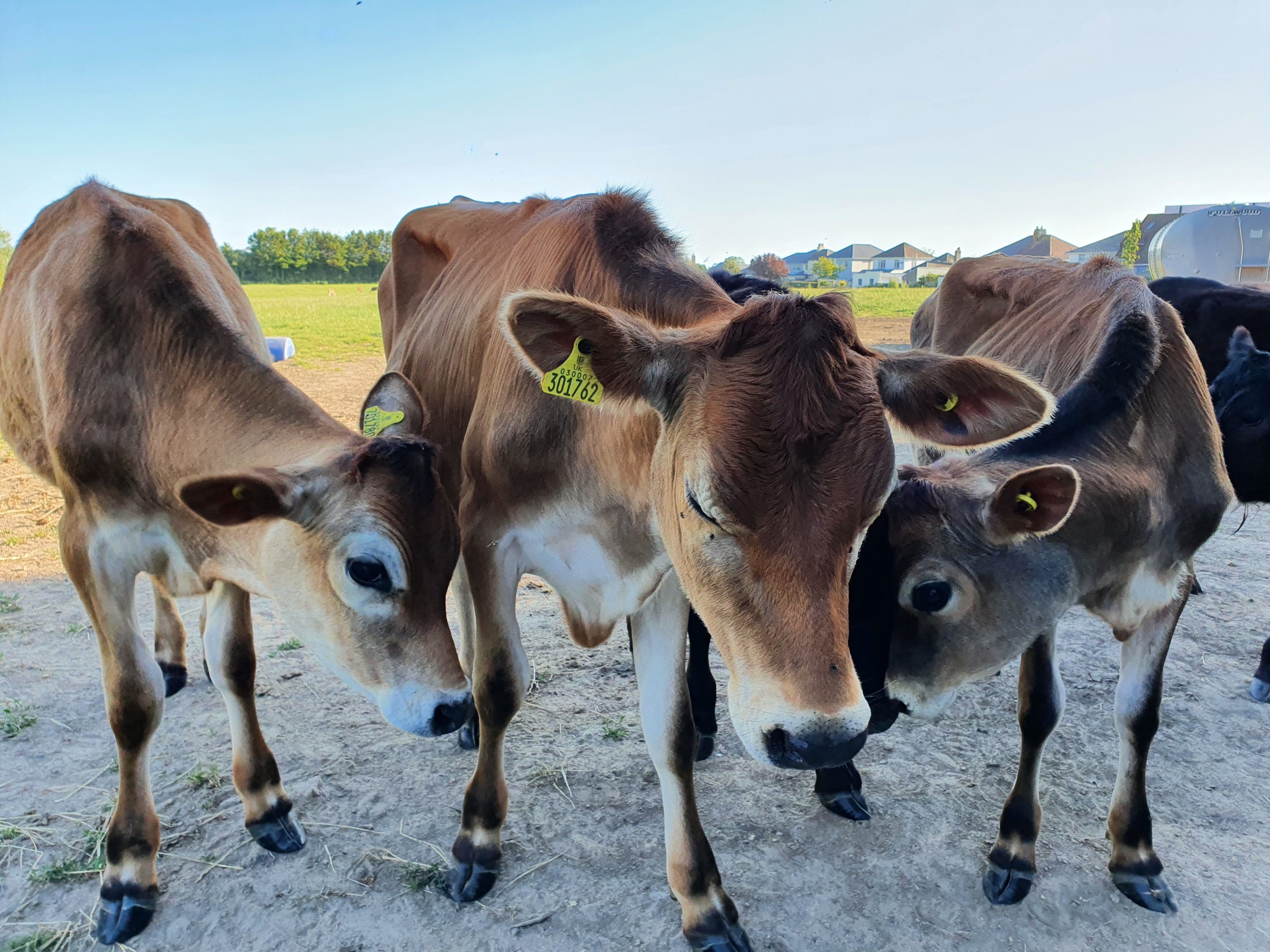 1Jersey_Cows.jpg