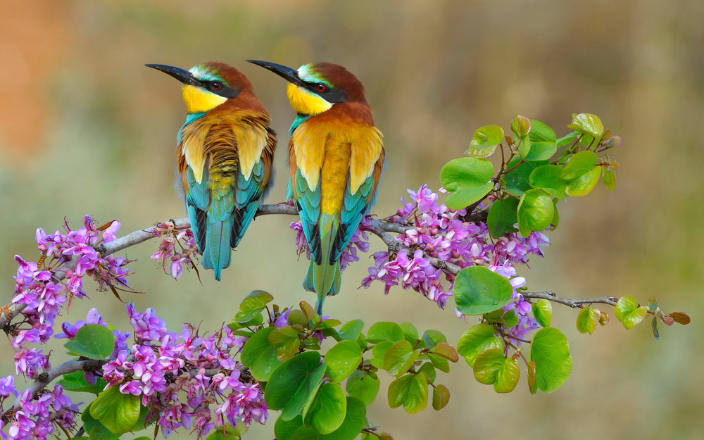 Bee-eater.jpg