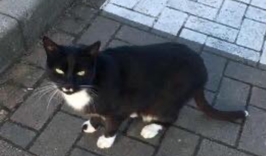 Iceland_cat-2.jpg