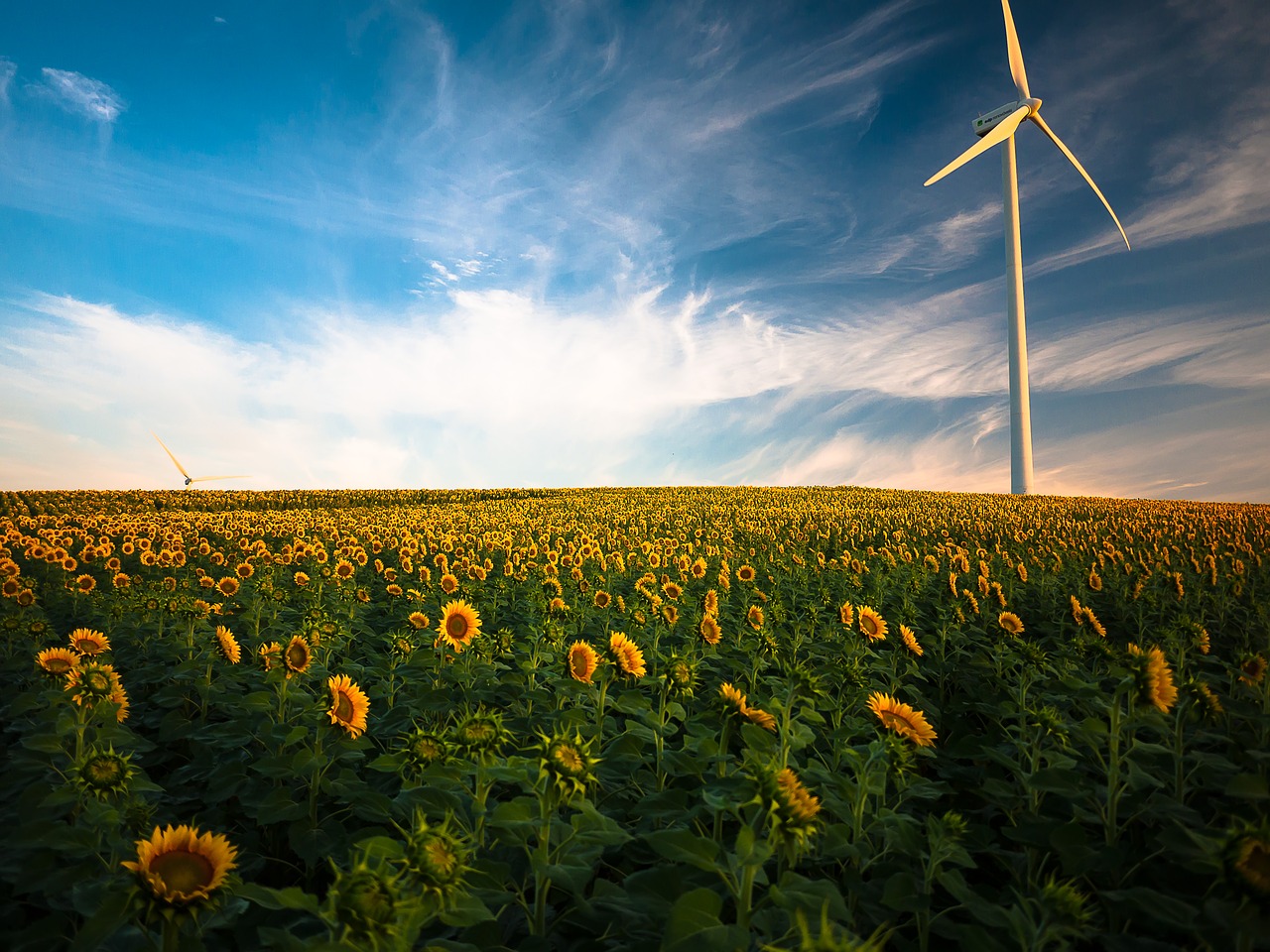 sunflowers-gec0d31198_1280.jpg