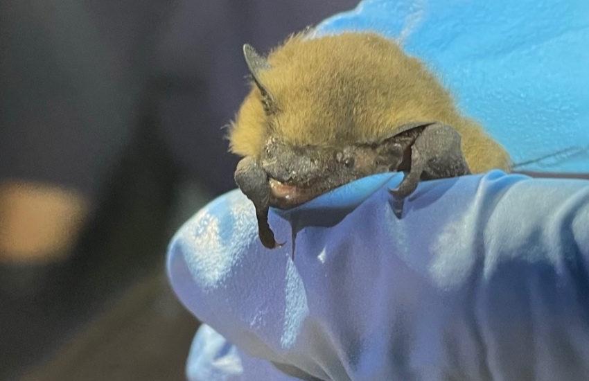 Bat_common_pipistrelle.jpg
