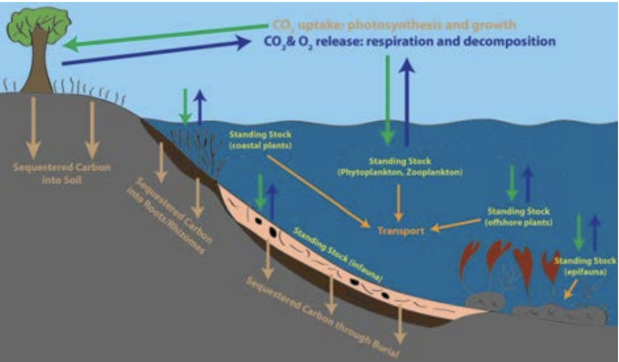Carbon_breakdown.png