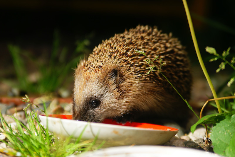 hedgehog food
