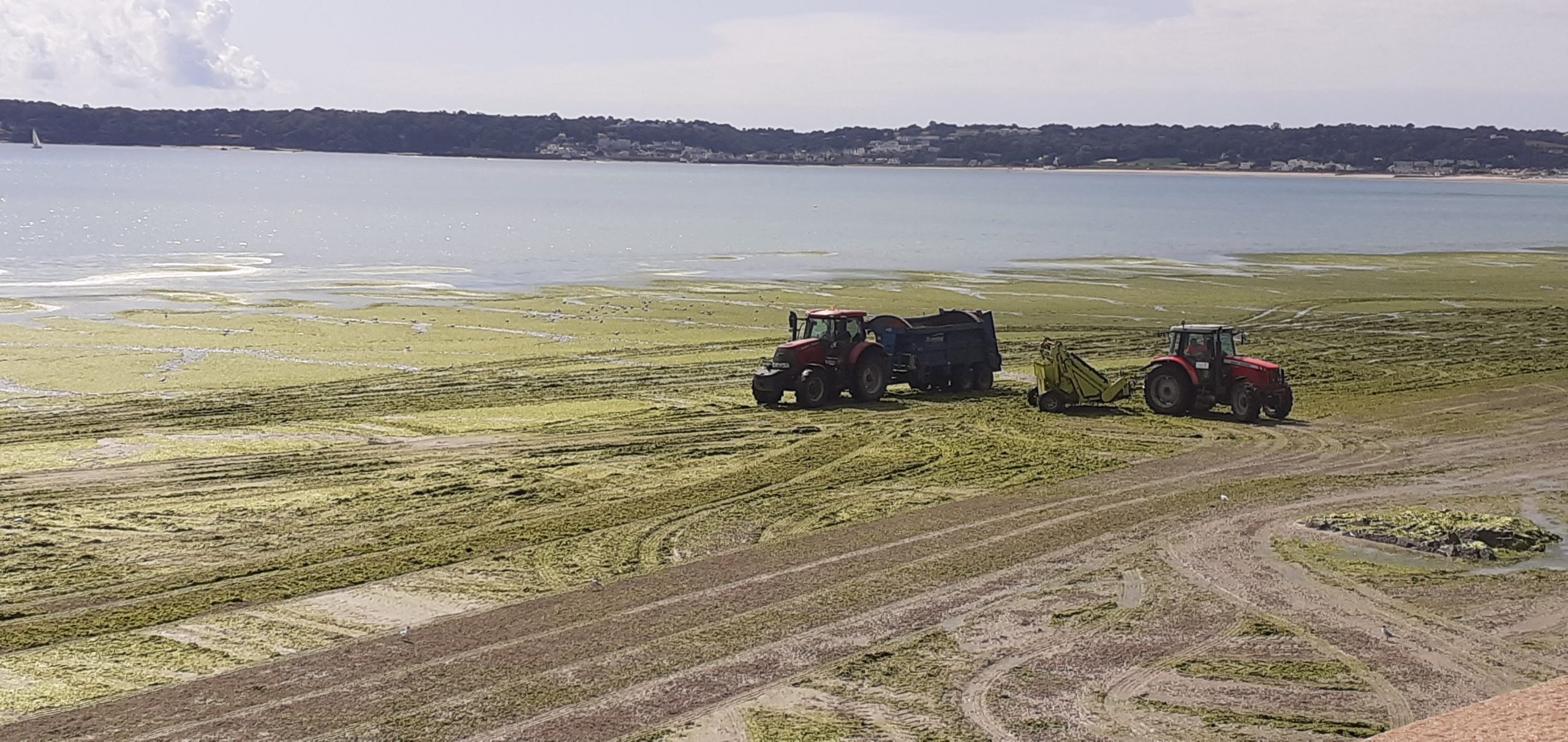 sea lettuce - CREDIT: Kieranne Grimshaw