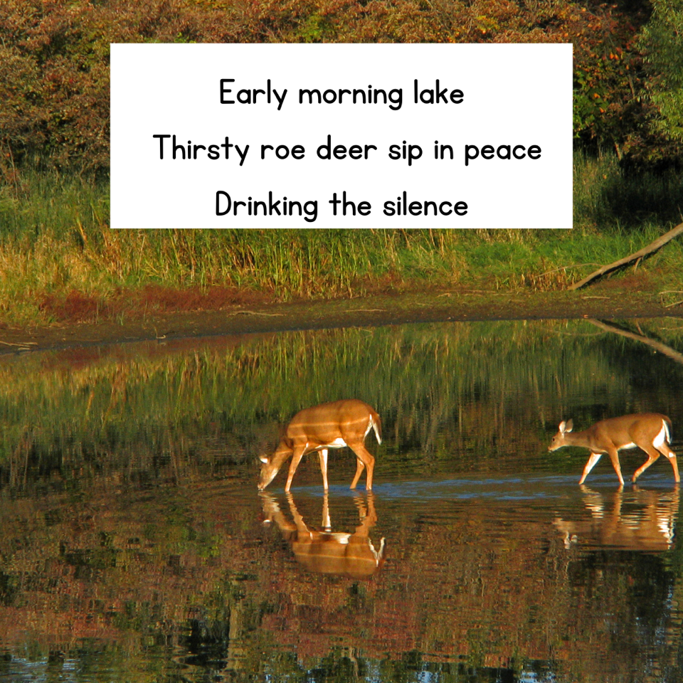 Haiku.png