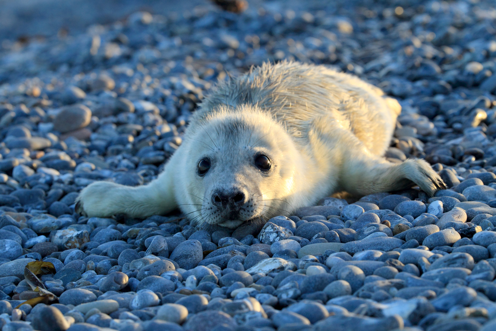 SealPup.jpg