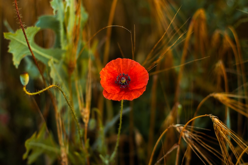 poppy.jpg