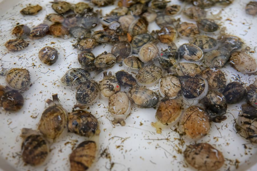 Guernsey_Sea_Farms_3.jpg