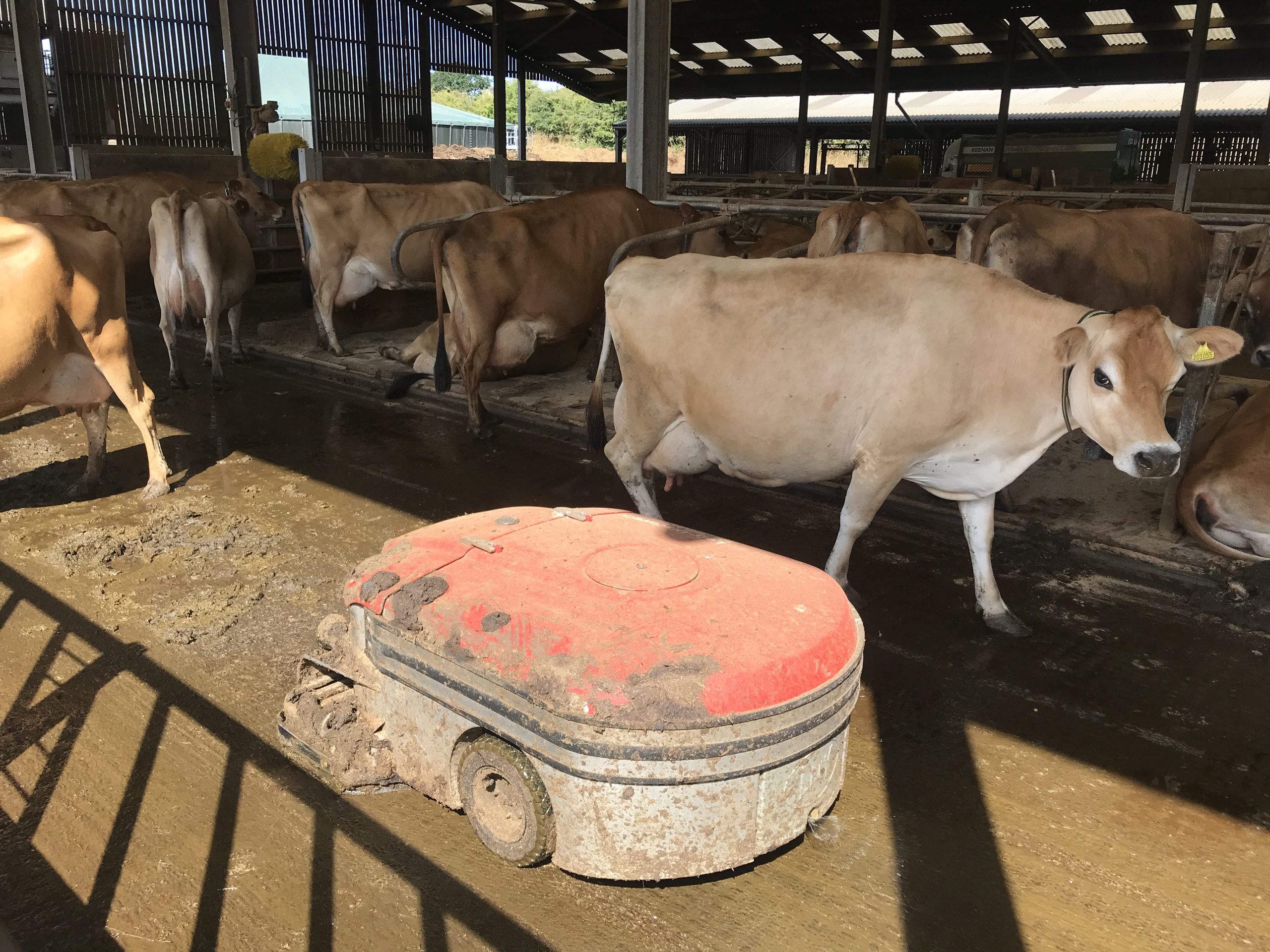 cow robot Andrew Le Gallais.jpeg