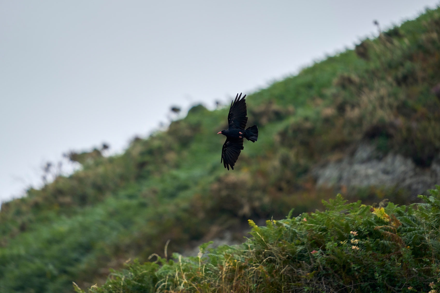 Red-billed_Chough.jpg