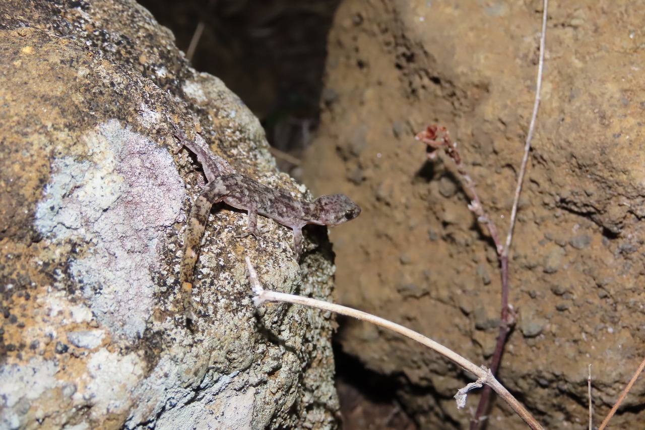 LesserNightGeckoTranslocation20221.jpeg