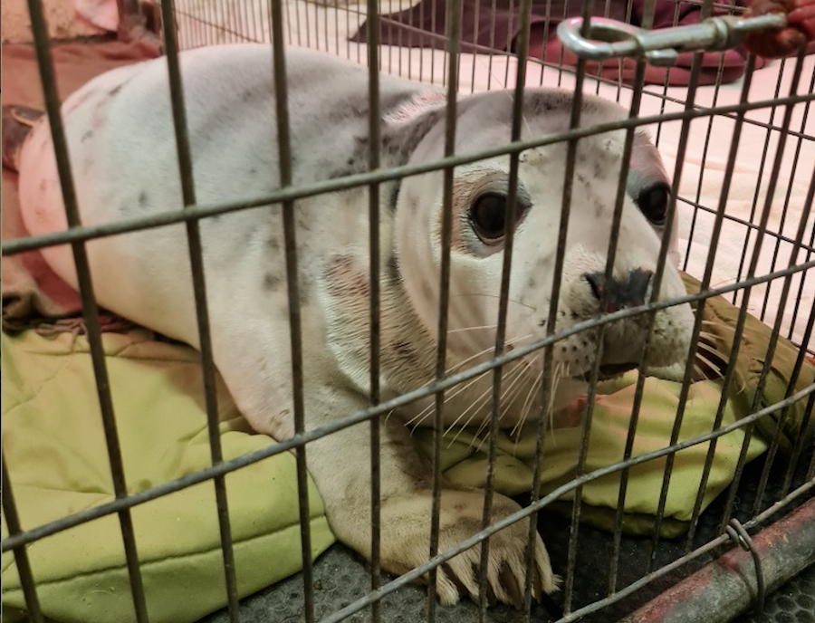seal Henry