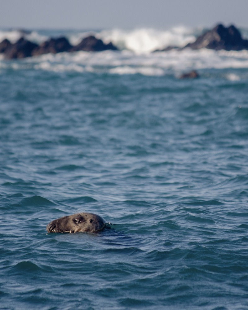 Seal_3