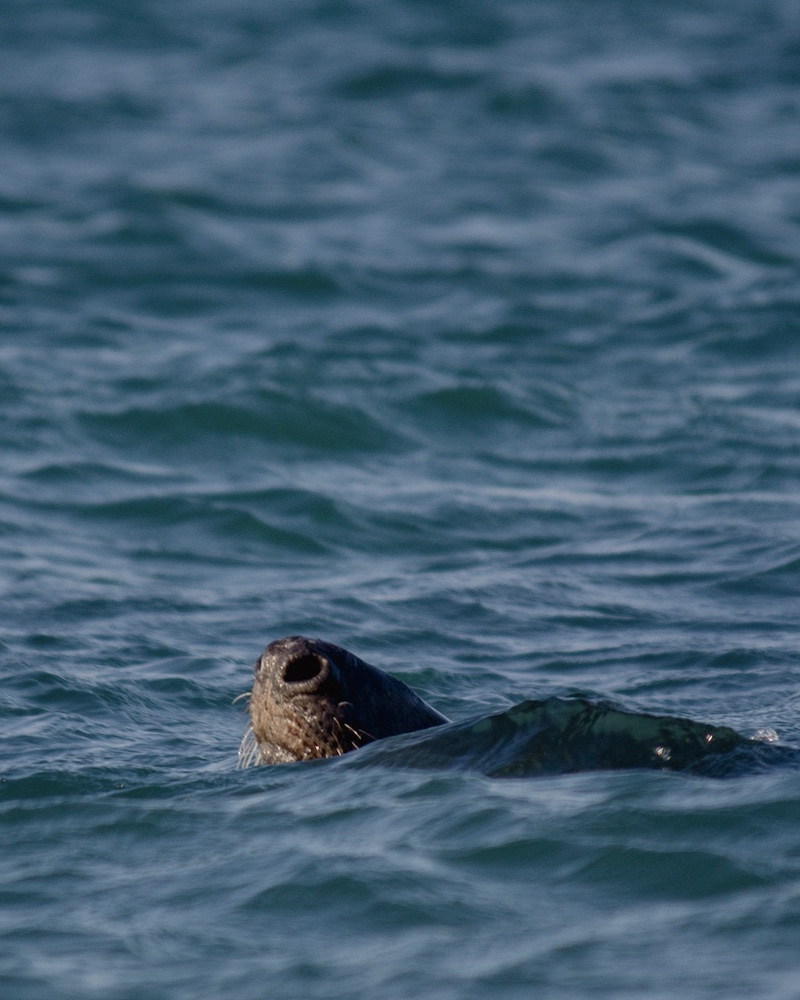 Seal_4