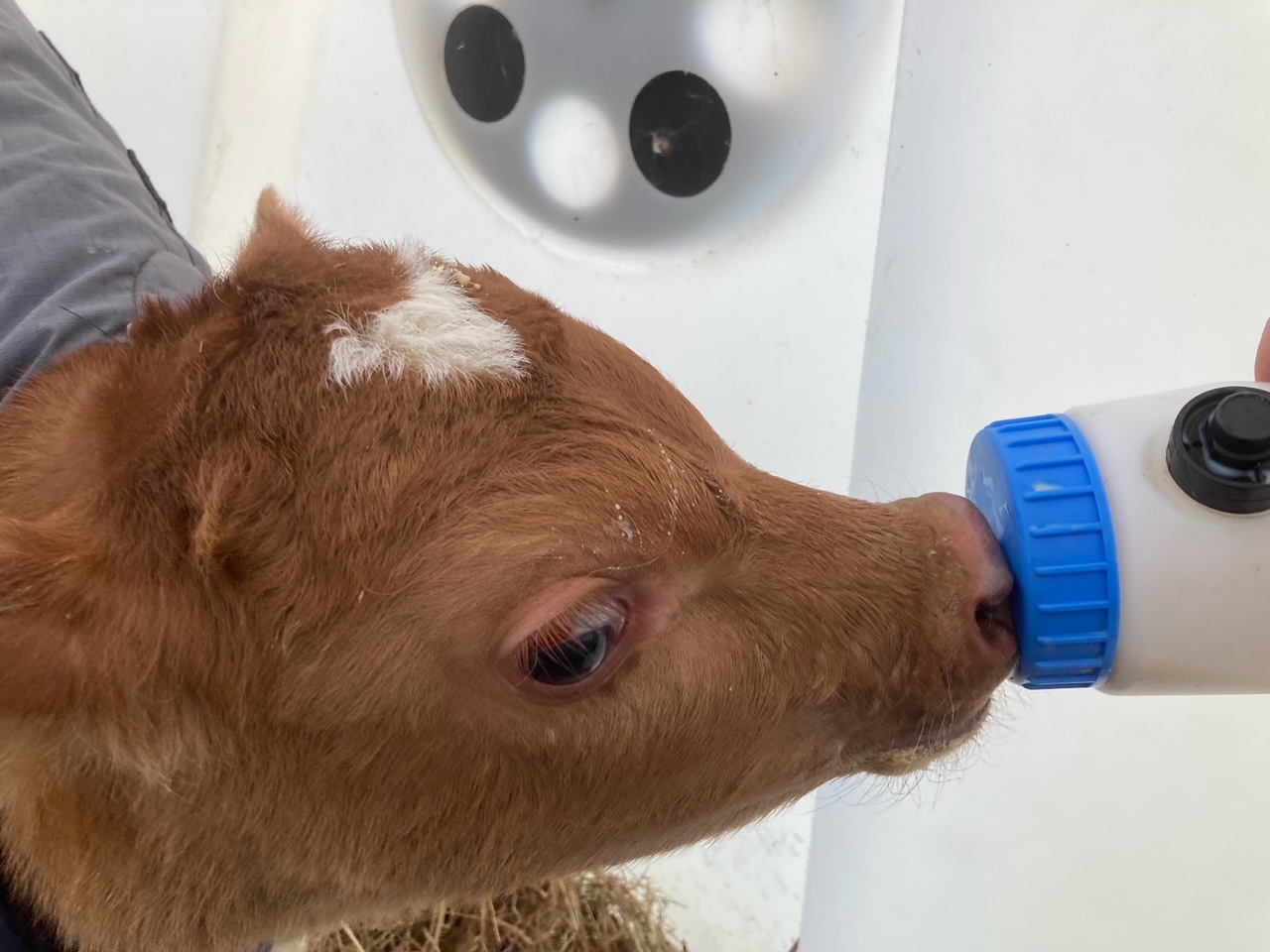 cow calf calves
