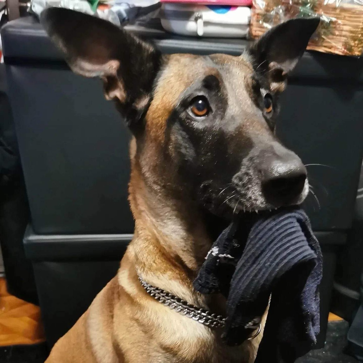 Ninja_the_dog.jpg