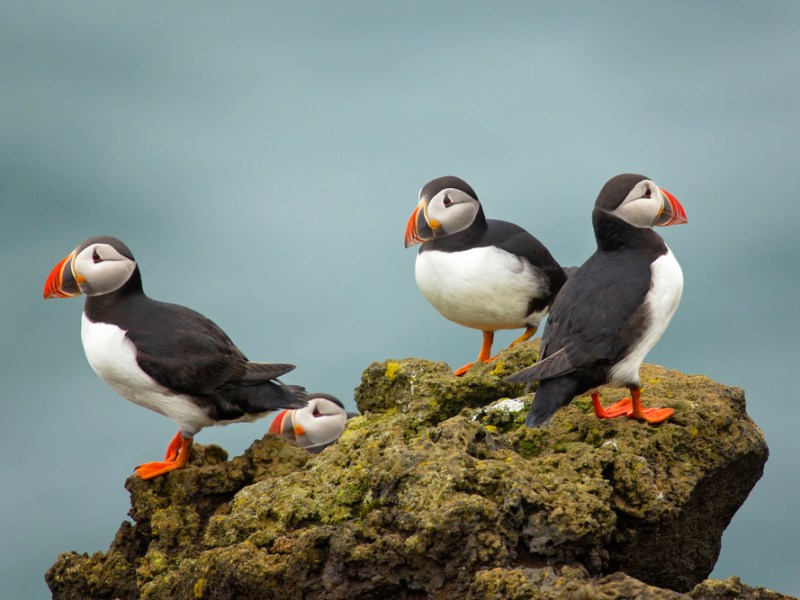 Puffins.jpg