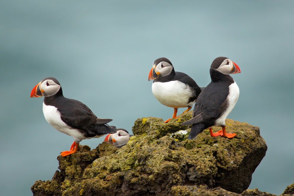 Puffins.jpg