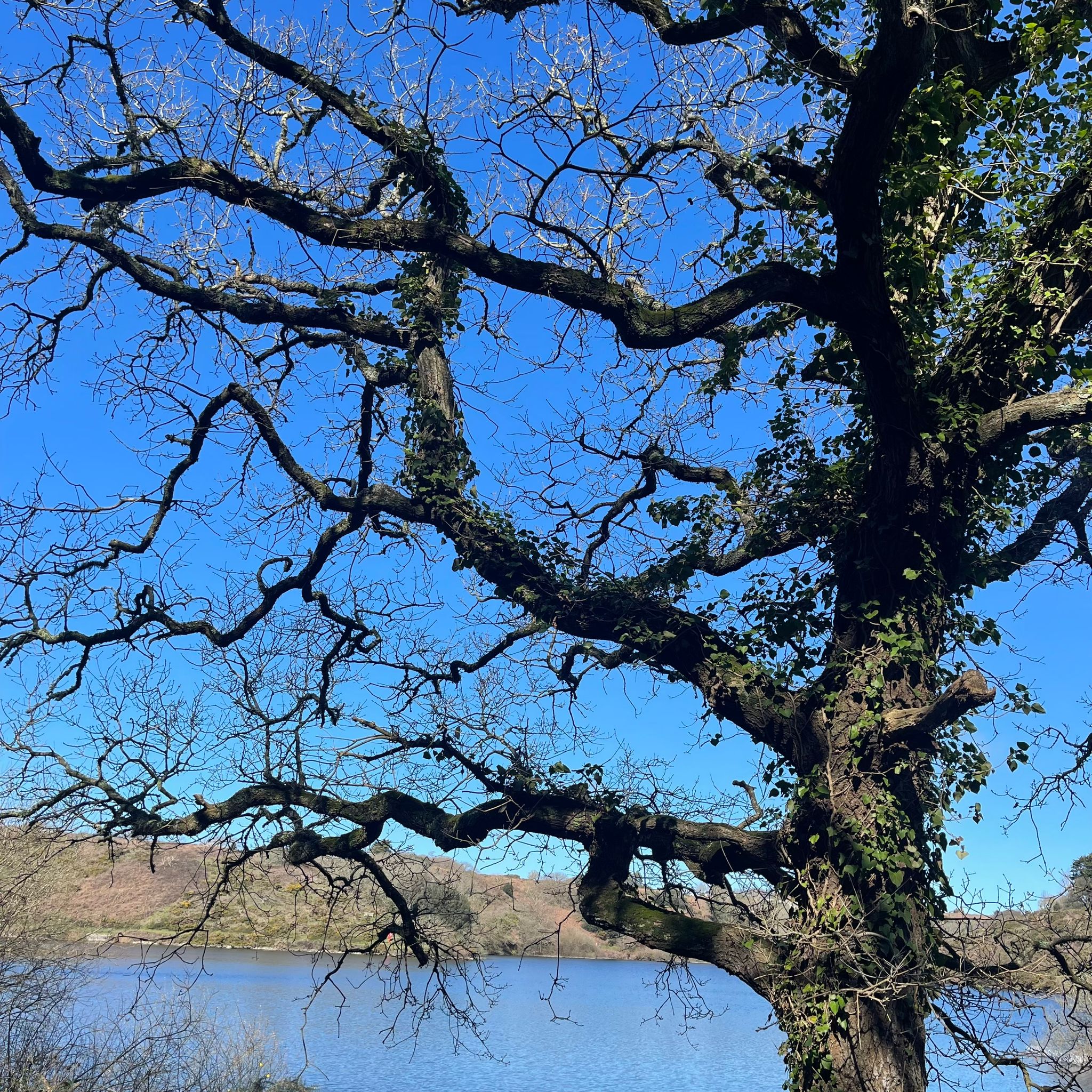 Trees Frankie Rose.jpg