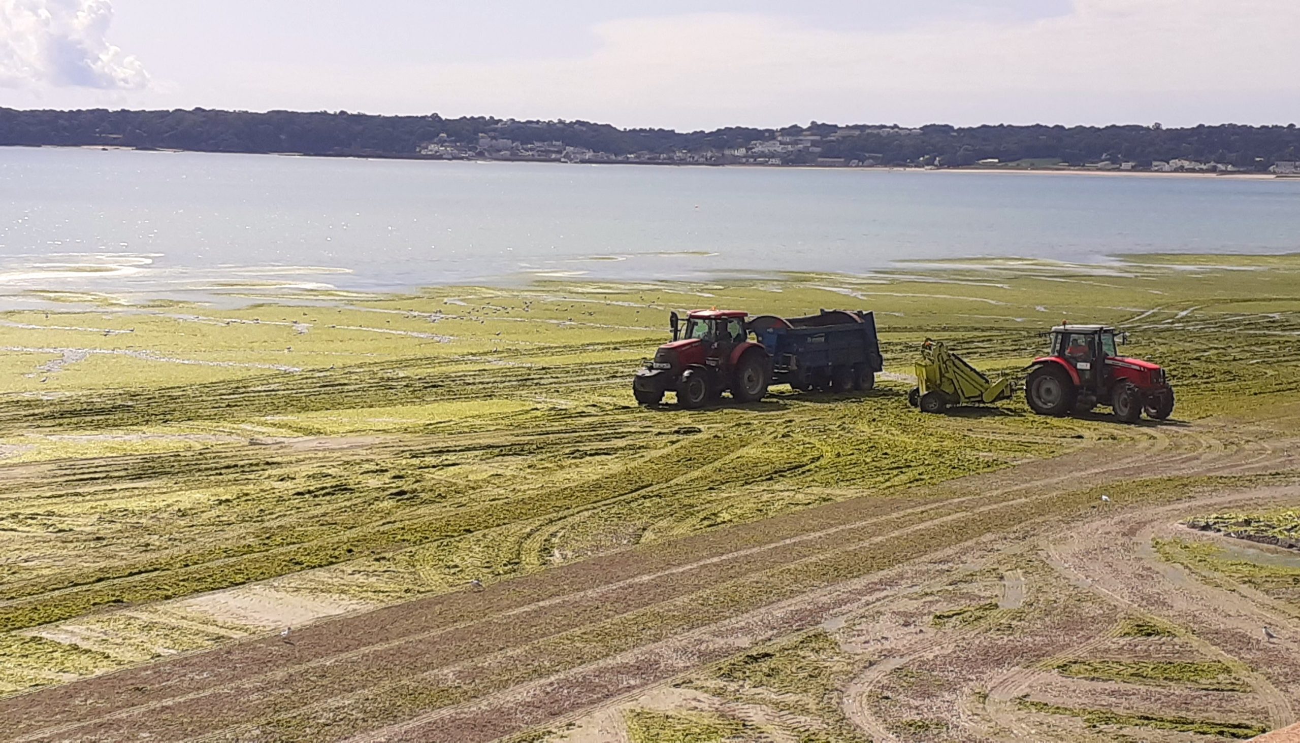 Sea Lettuce - CREDIT: Kieranne grimshaw