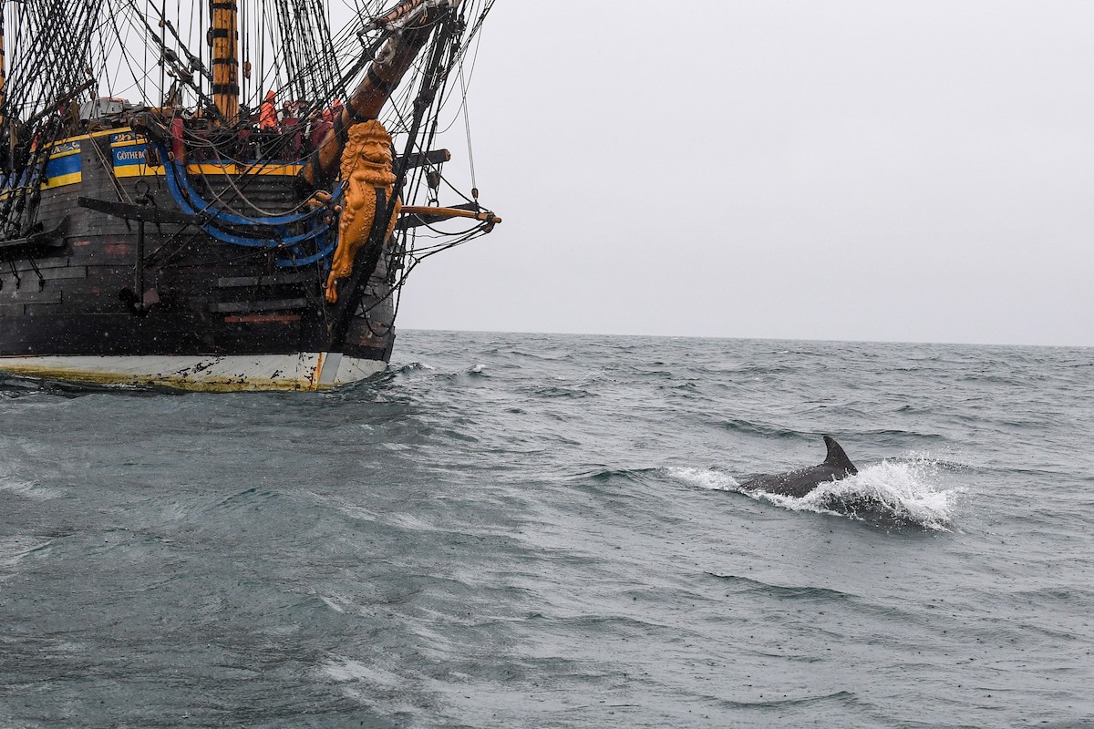 Gotheburg_dolphin.jpg