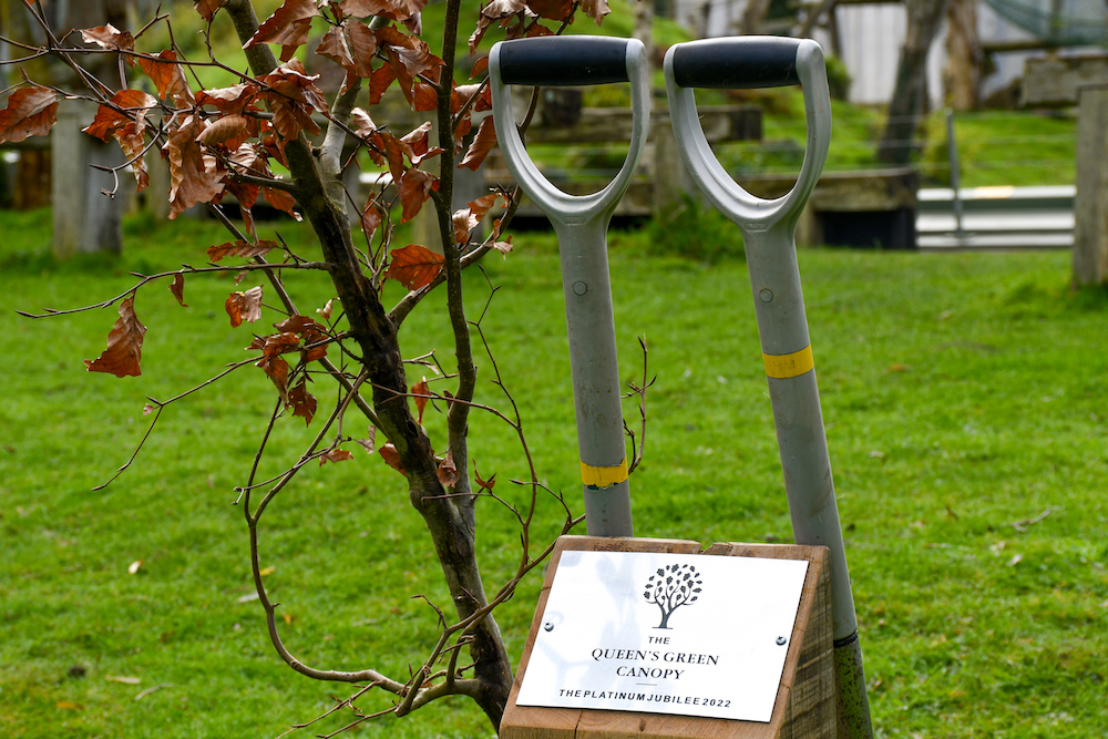 QueensCanopyTreePlanting1.jpg
