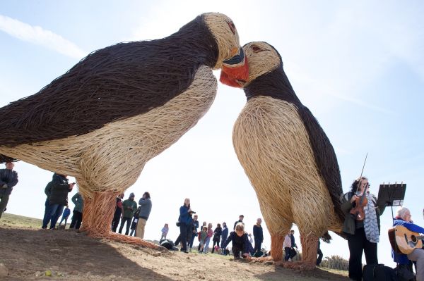 Puffins-Plemont-CREDIT-JonGuegan.jpg