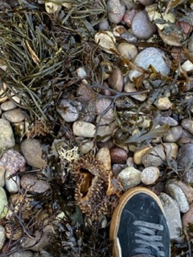 lucy_seaweed_6.jpeg
