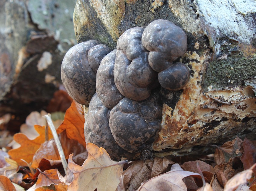 Daldinia_concentrica_Cramp_Balls_UK.jpg
