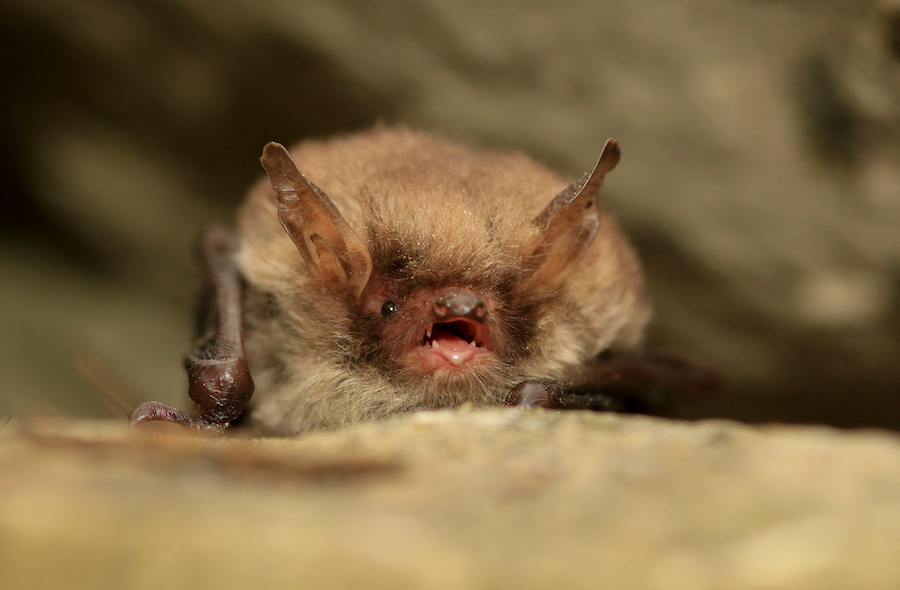 Figure_10_Natterers_Bat_Tom_Marshall.jpg