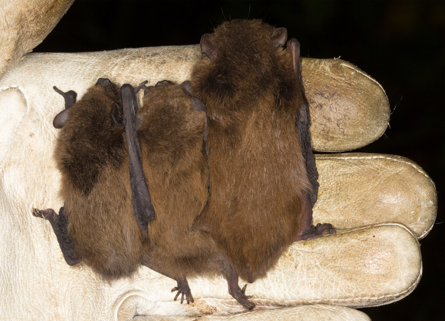 Figure_3_Common_Soprano_Nathusius_Pipistrelles_Daniel_Hargreaves.jpg