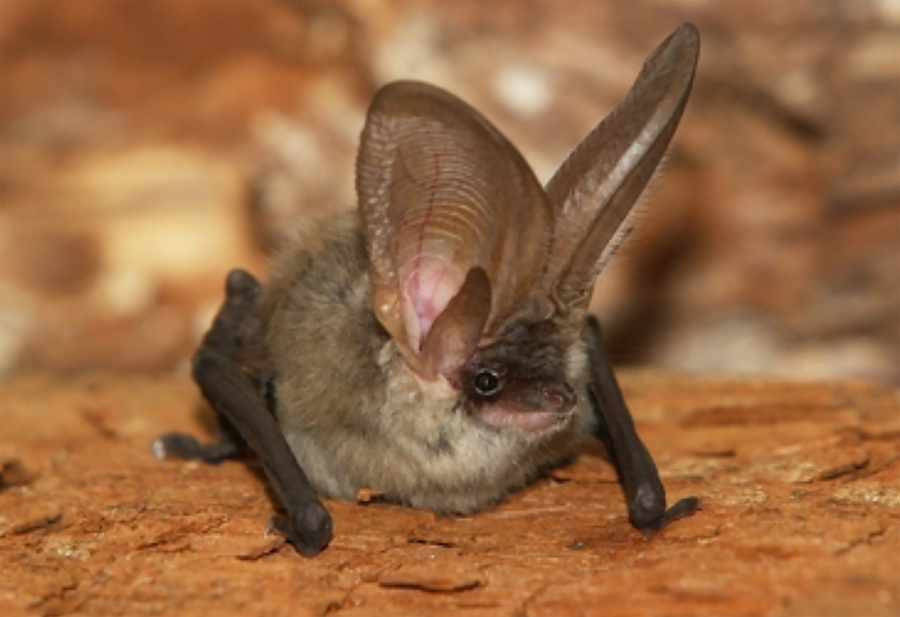 Figure_6_Grey_Long_eared_Rudo_Jurecek.jpg