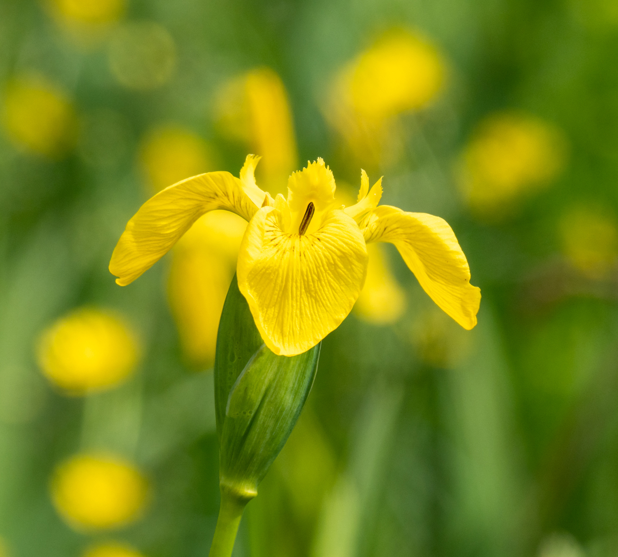 Figure_6_Yellow_Flag_Iris.jpg