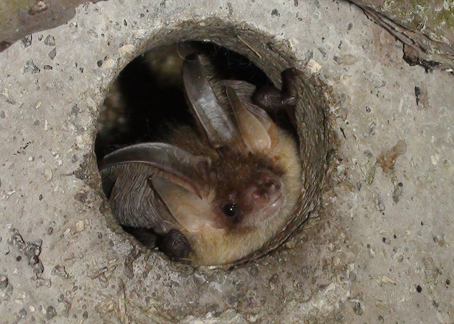Figure_9_Brown_Long_eared_Daniel_Hargreaves.jpg