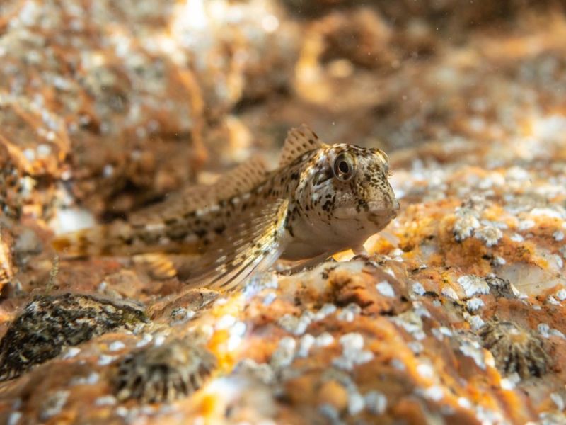 Fish.jpg